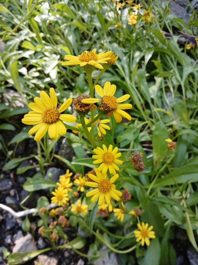 Senecio hieracium photo 6
