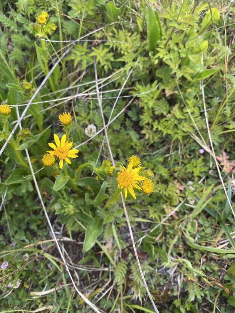 Senecio hieracium photo 7