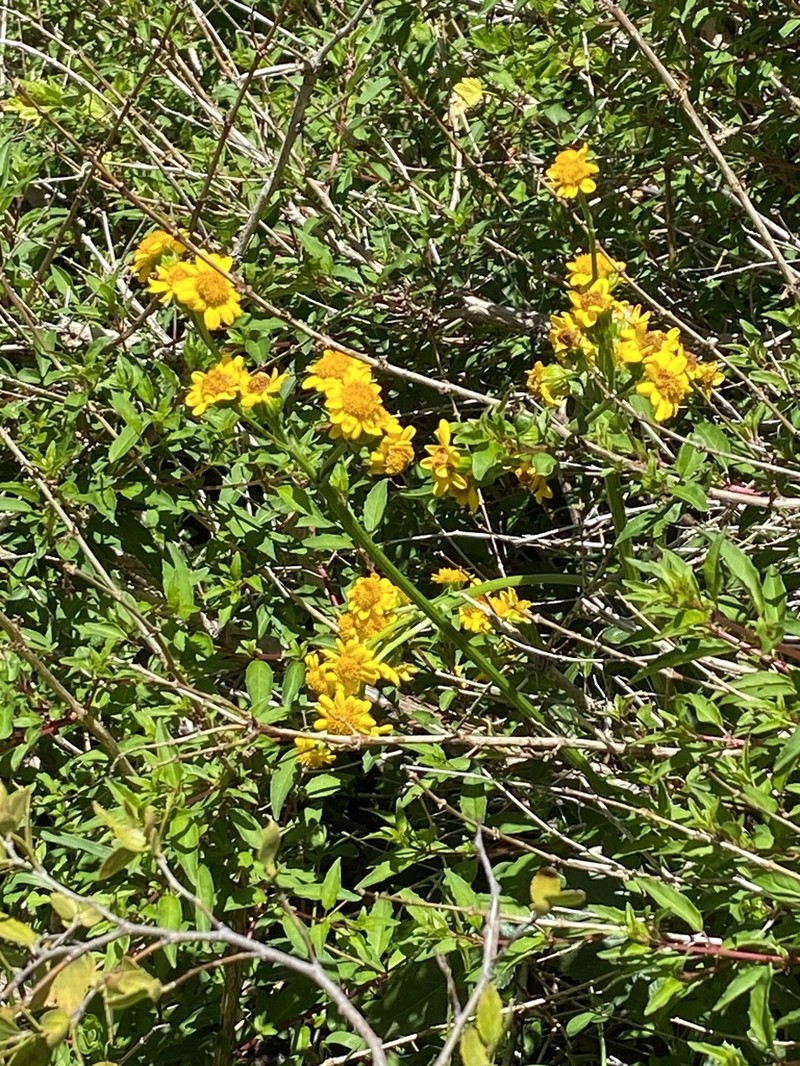 Senecio hieracium photo 8