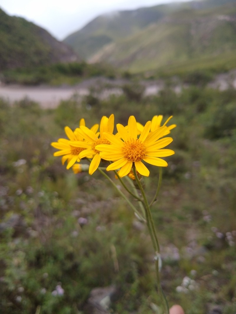 Senecio hieronymi