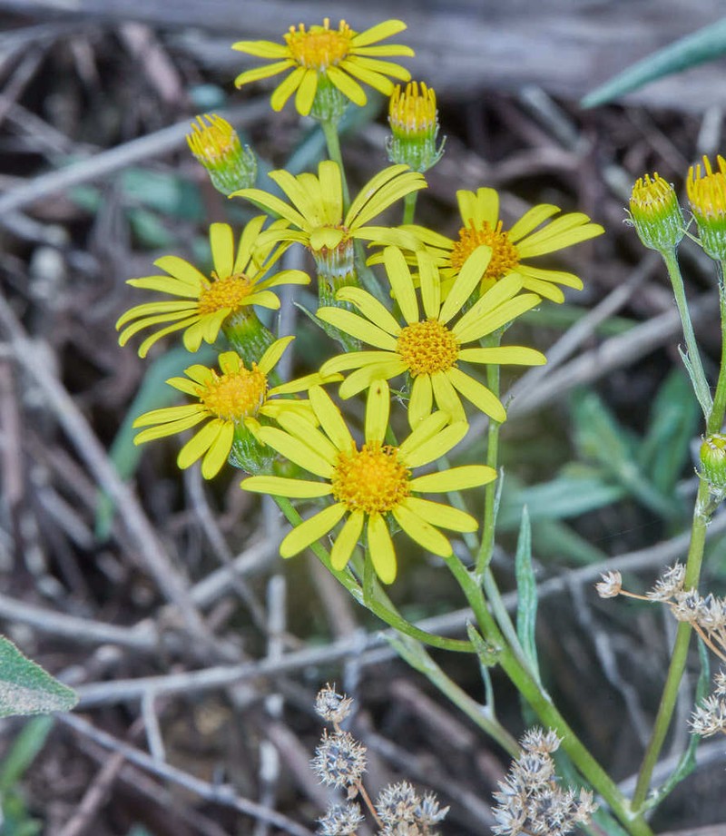 Senecio hieronymi photo 3