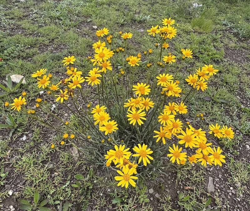 Senecio hieronymi photo 4