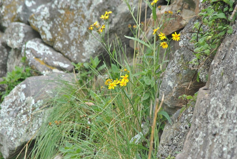 Senecio hieronymi photo 5
