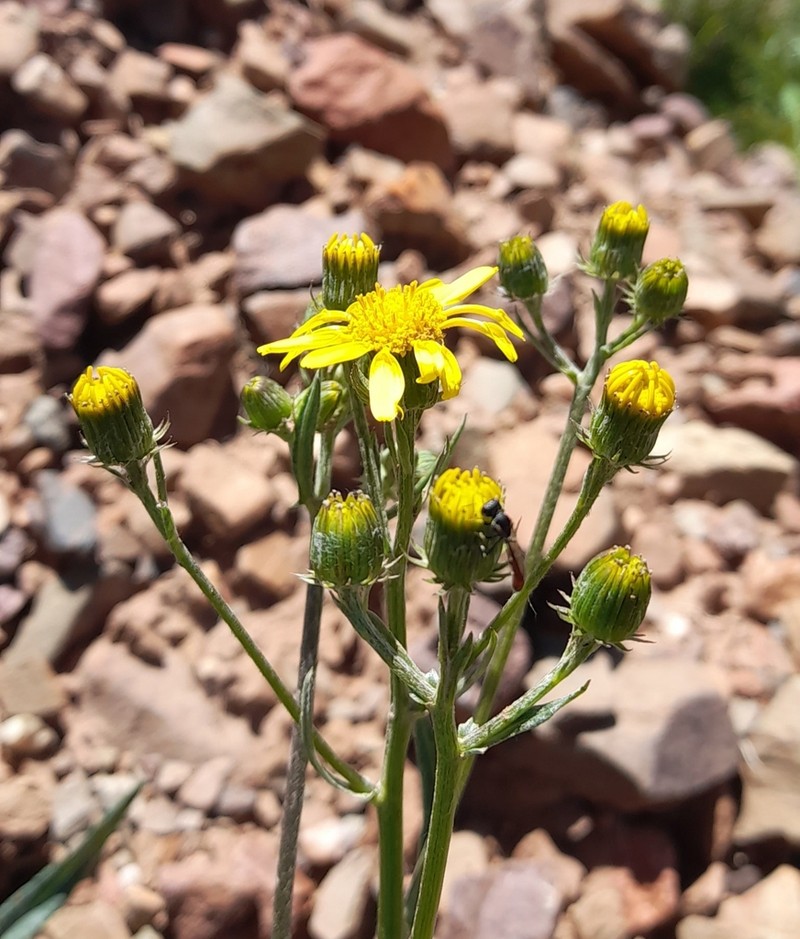 Senecio hieronymi photo 6