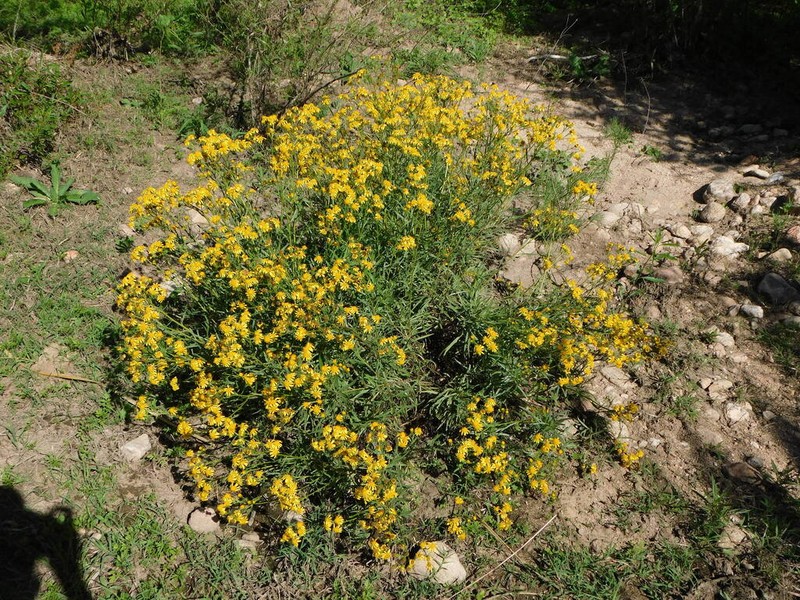 Senecio hieronymi photo 7