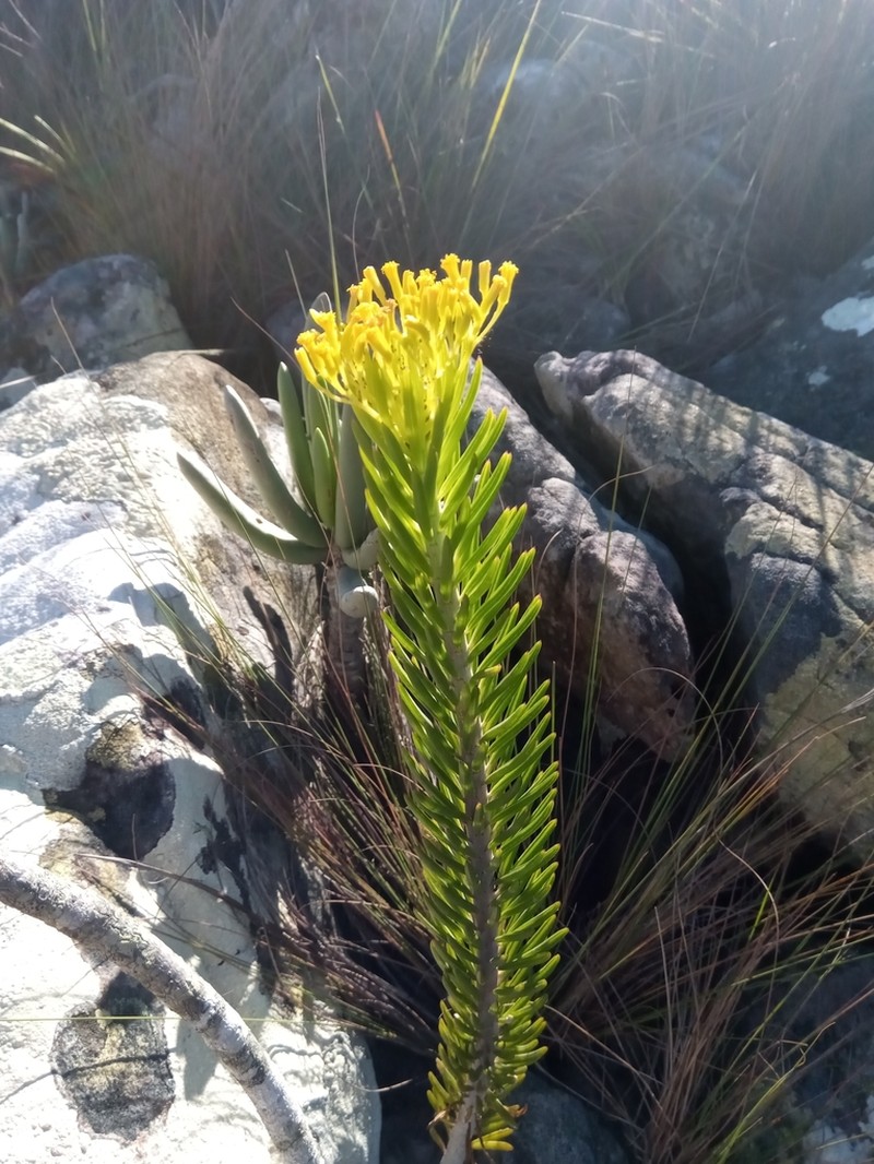 Senecio hildebrandtii