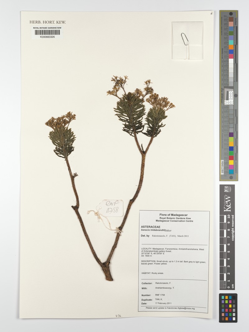Senecio hildebrandtii photo 3