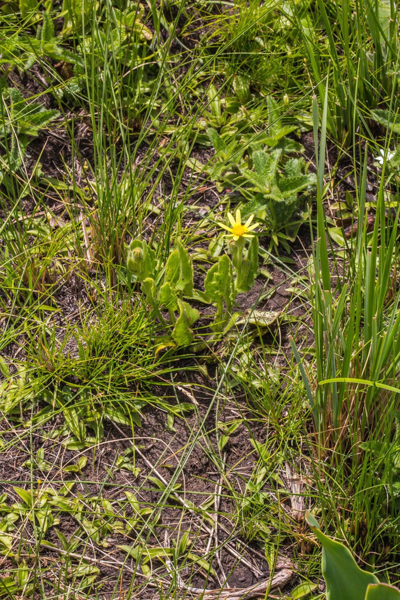 Senecio hirsutilobus
