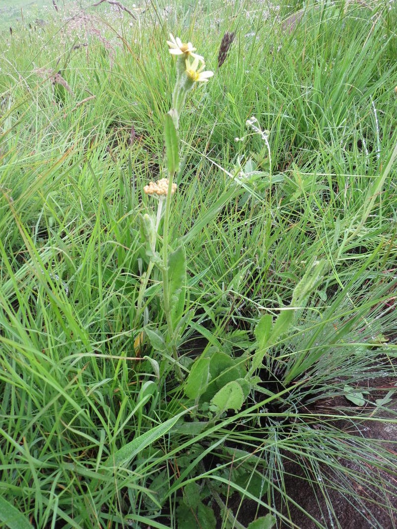 Senecio hirsutilobus photo 2