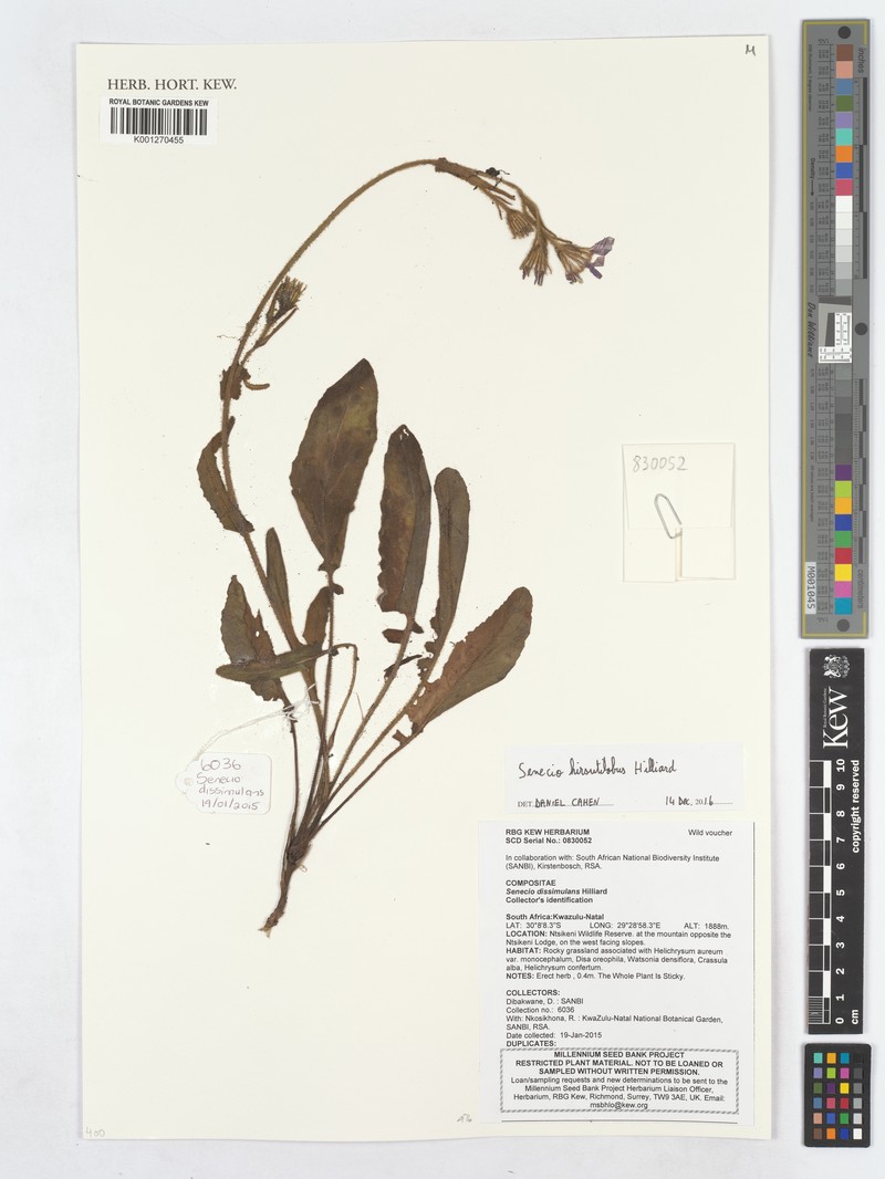 Senecio hirsutilobus photo 4