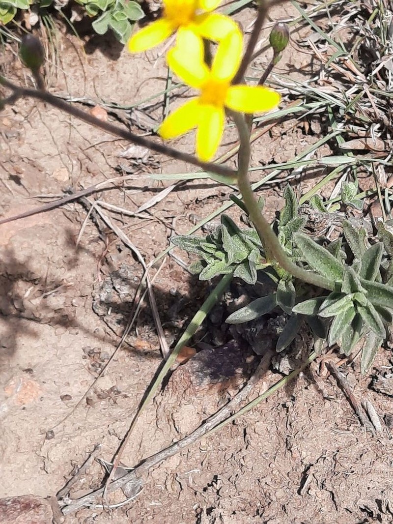 Senecio hirtifolius photo 2