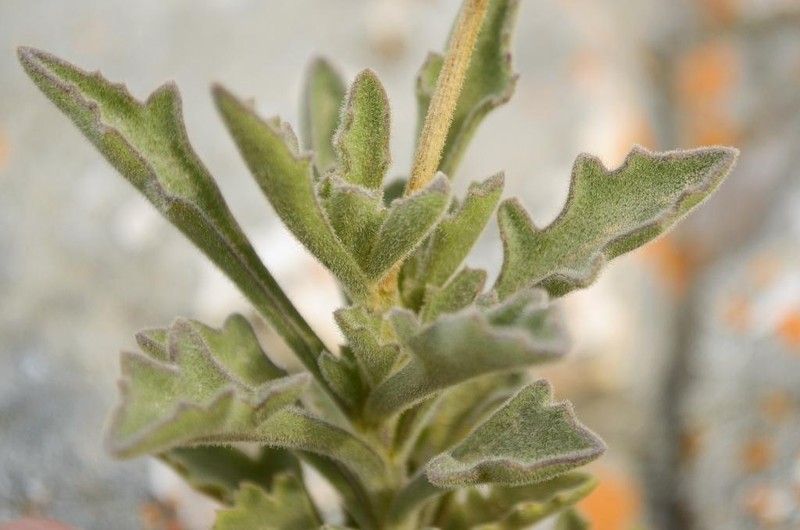 Senecio hirtifolius photo 3