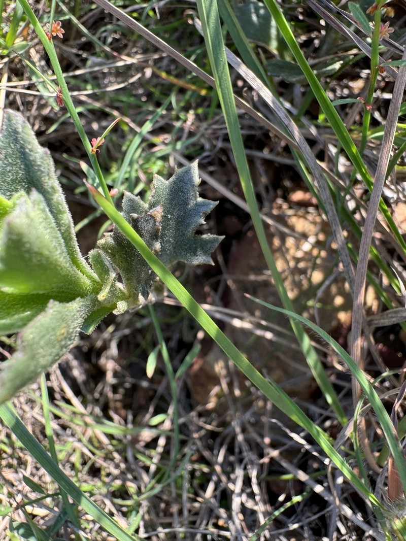 Senecio hirtifolius photo 4