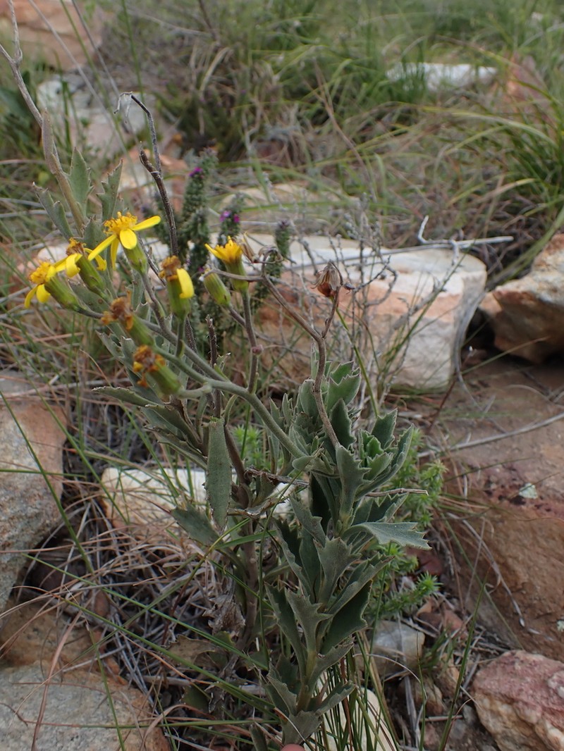 Senecio hirtifolius photo 5