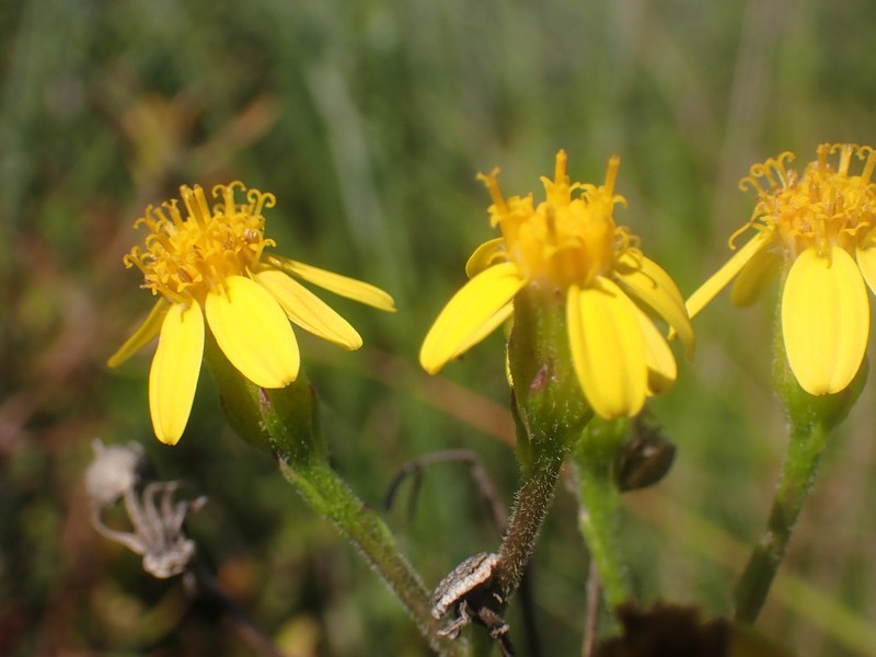 Senecio hirtifolius photo 6