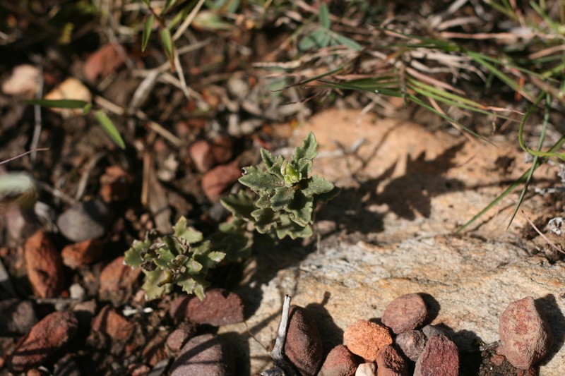 Senecio hirtifolius photo 7