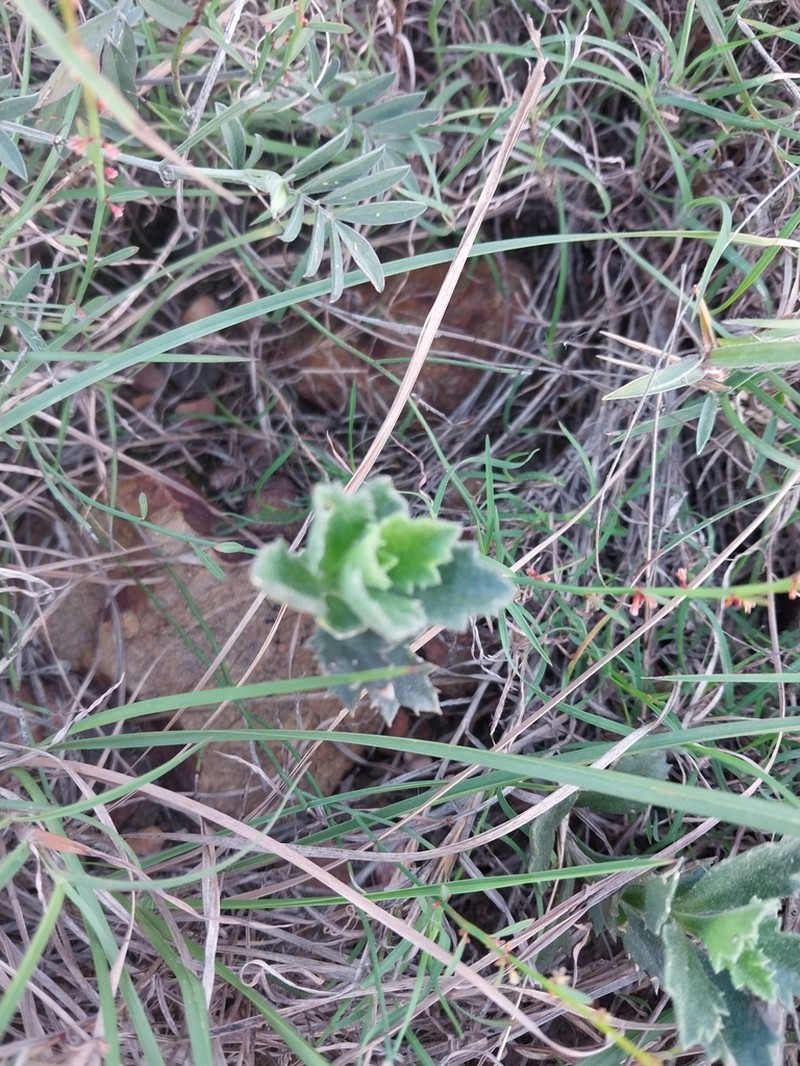 Senecio hirtifolius photo 8