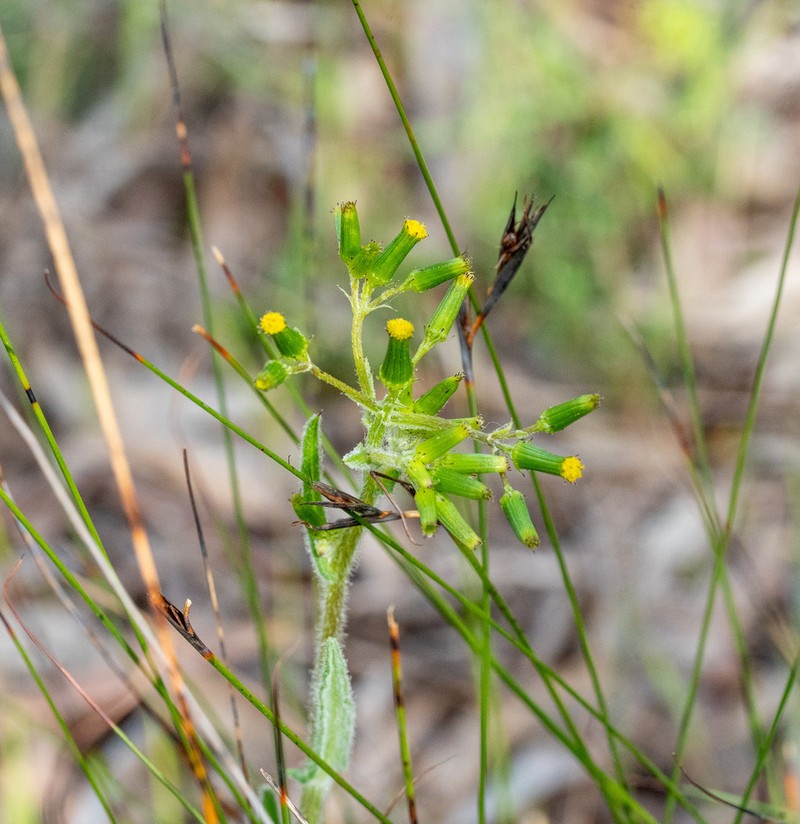 Senecio hispidissimus