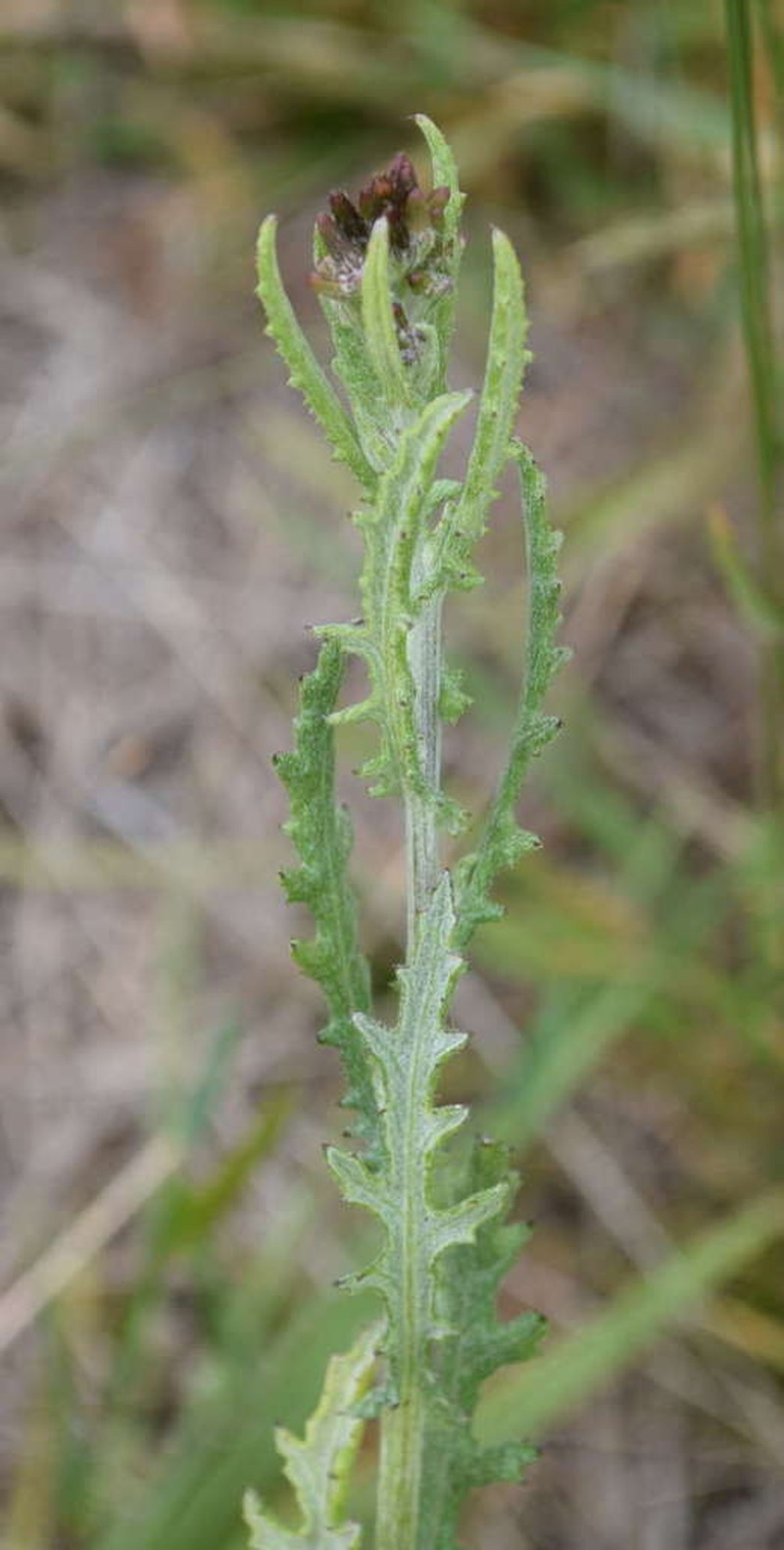 Senecio hispidissimus photo 2