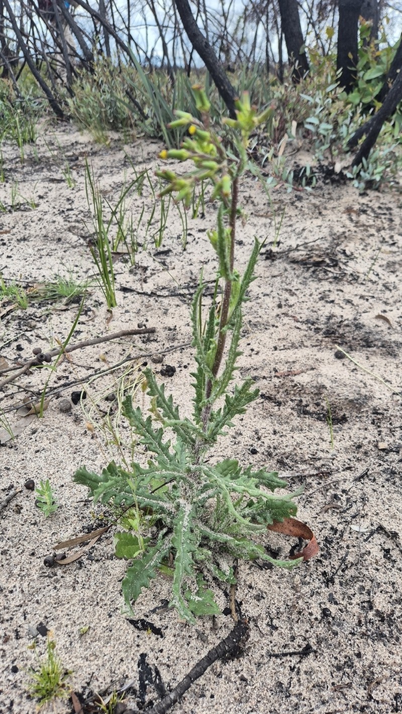 Senecio hispidissimus photo 3