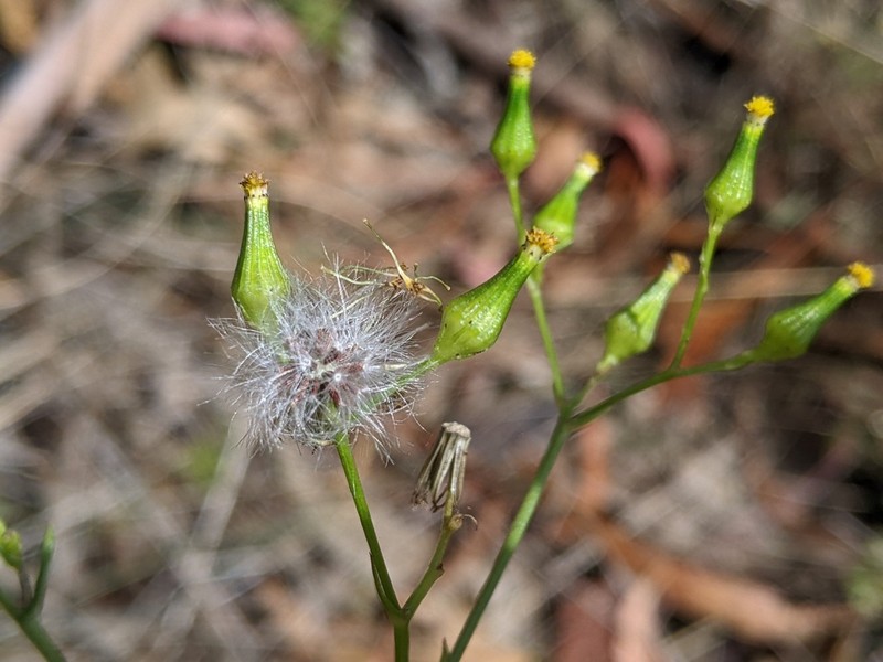 Senecio hispidissimus photo 4