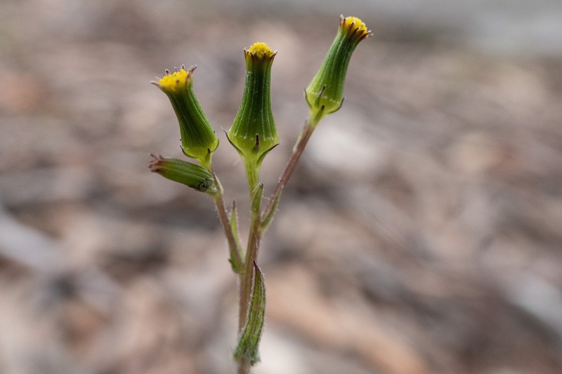 Senecio hispidissimus photo 6