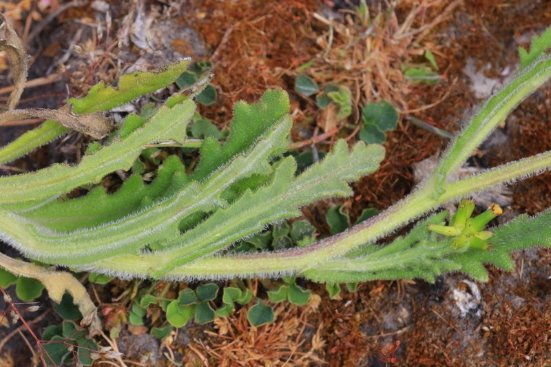 Senecio hispidissimus photo 7