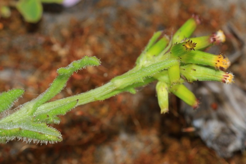 Senecio hispidissimus photo 8