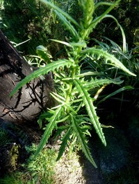 Senecio hispidulus