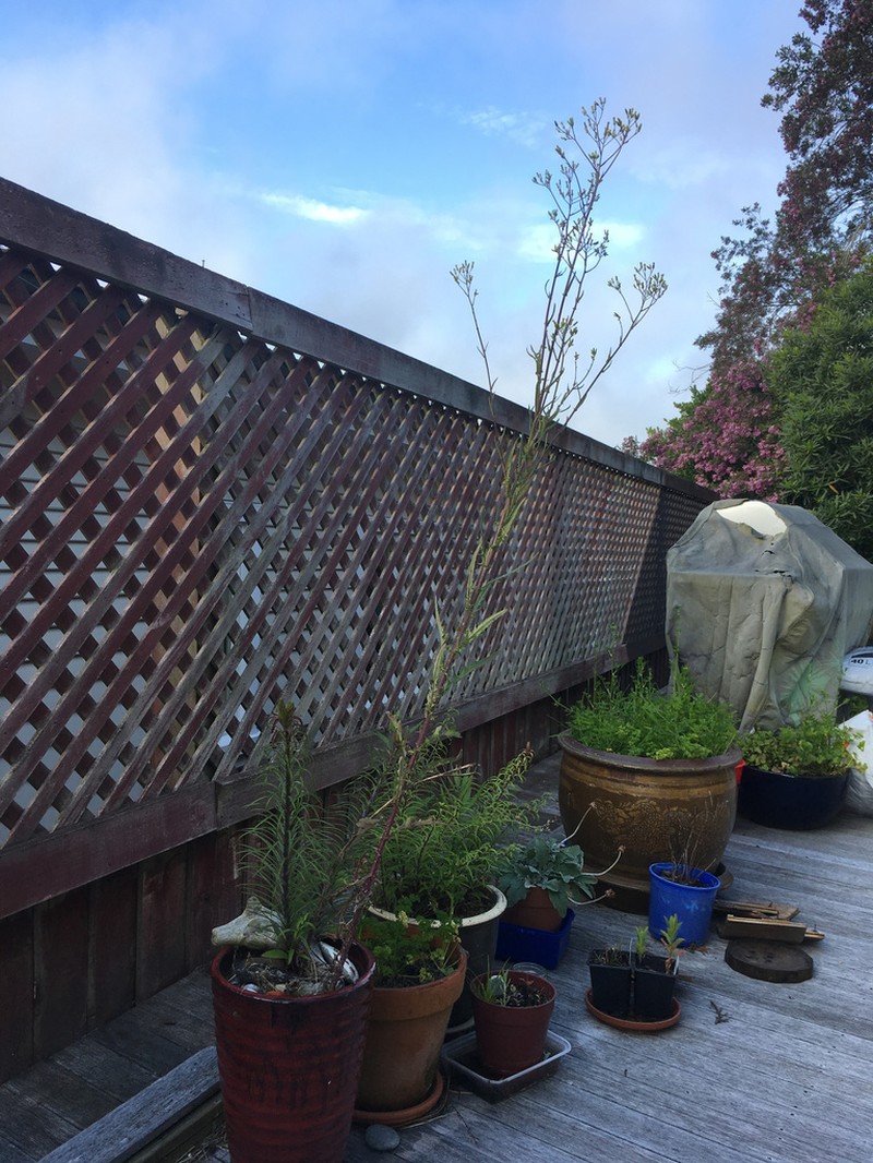 Senecio hispidulus photo 2