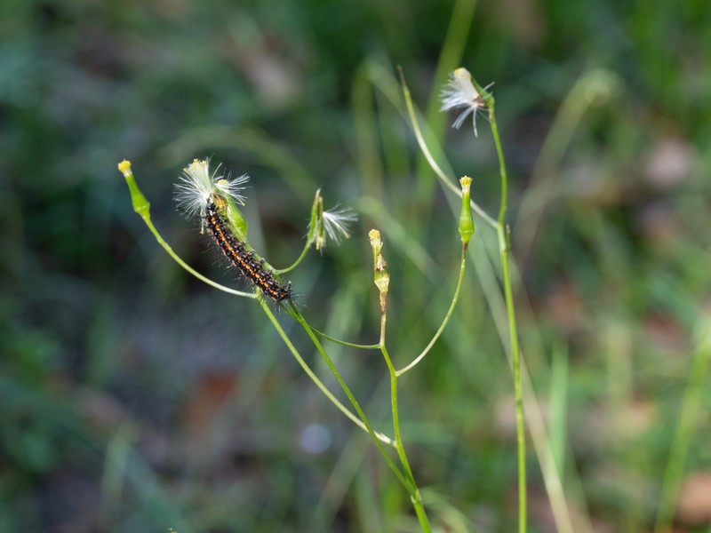 Senecio hispidulus photo 3