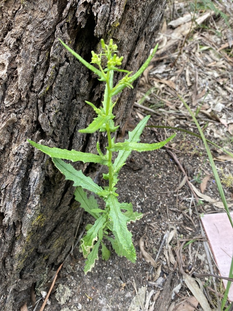 Senecio hispidulus photo 4