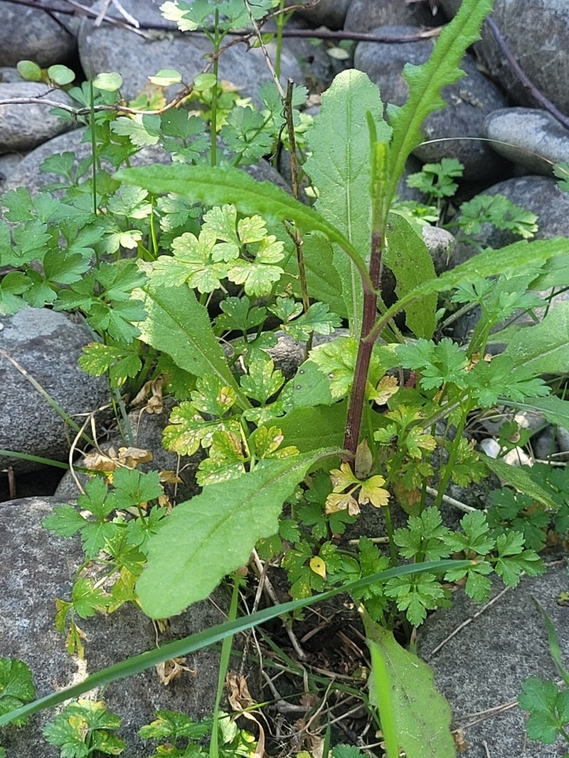 Senecio hispidulus photo 5