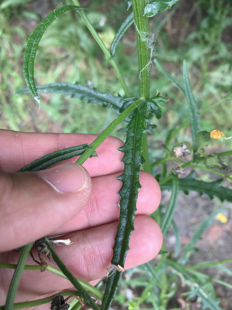 Senecio hispidulus photo 6