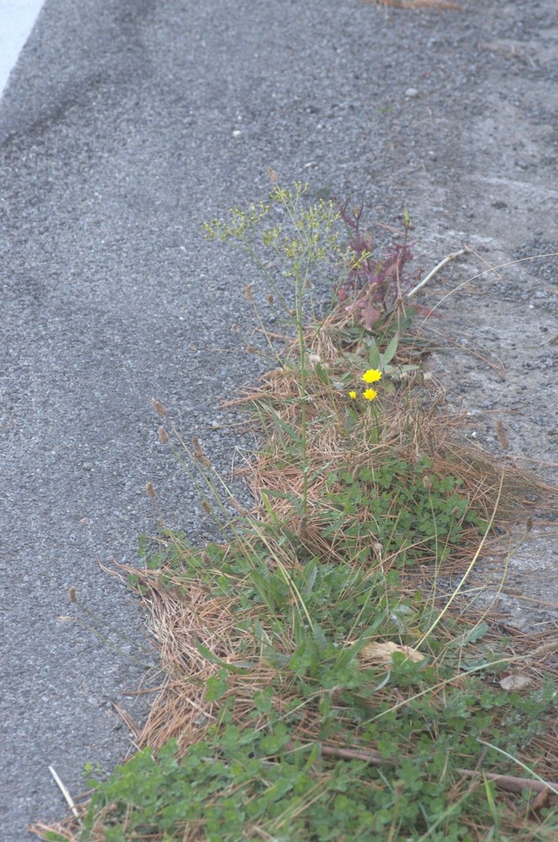 Senecio hispidulus photo 7
