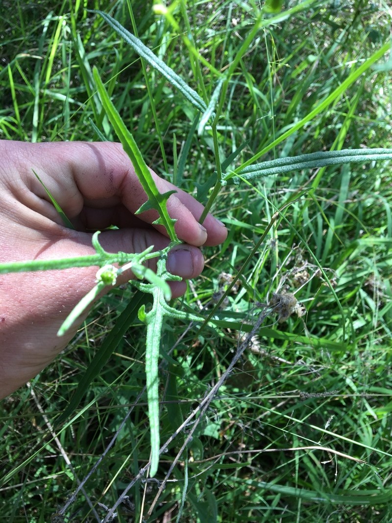 Senecio hispidulus photo 8