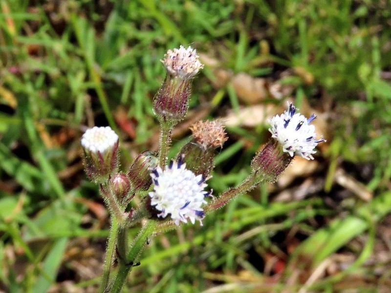 Senecio hochstetteri