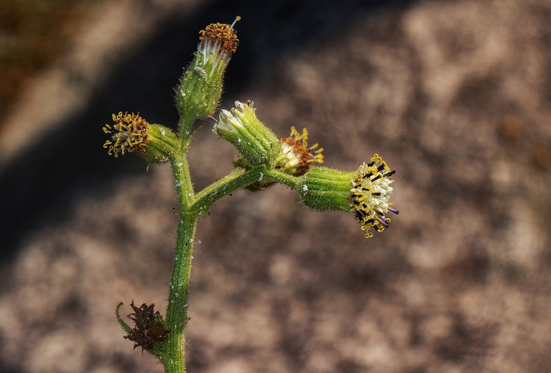 Senecio hochstetteri photo 2