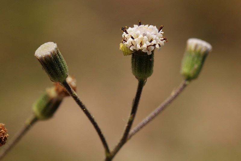 Senecio hochstetteri photo 3