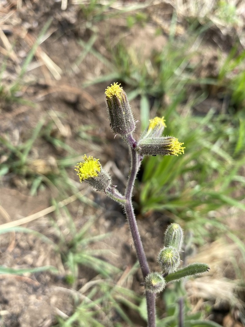 Senecio hochstetteri photo 5