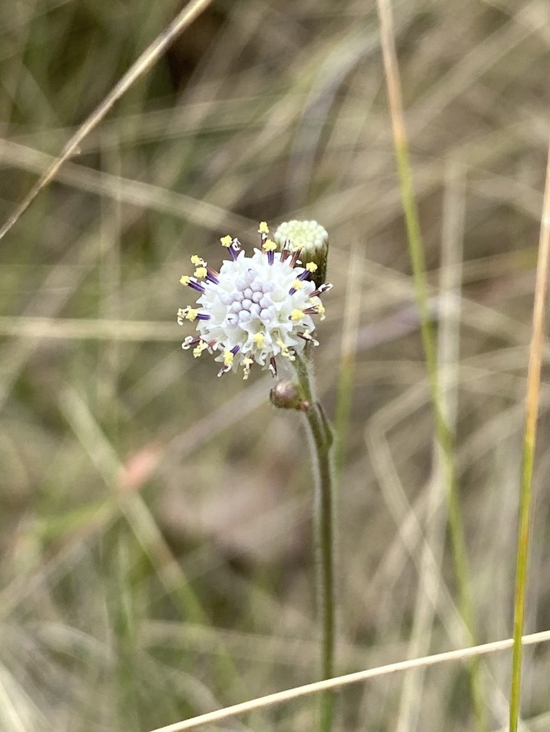 Senecio hochstetteri photo 6