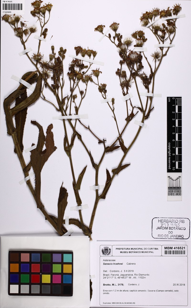 Senecio hoehnei