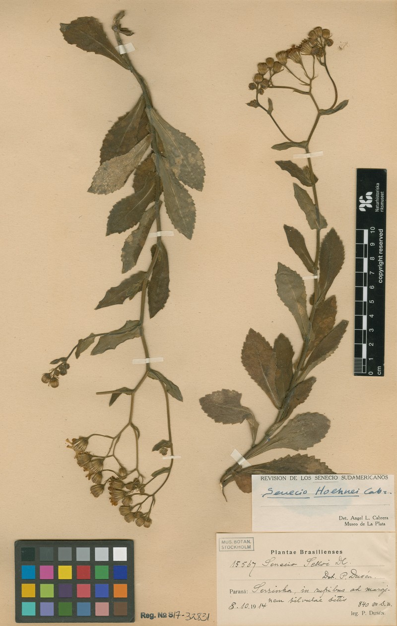Senecio hoehnei photo 2