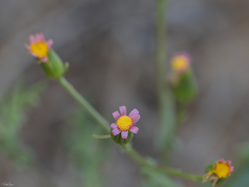 Senecio hoggariensis