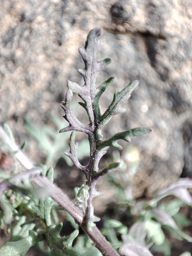 Senecio hoggariensis photo 2