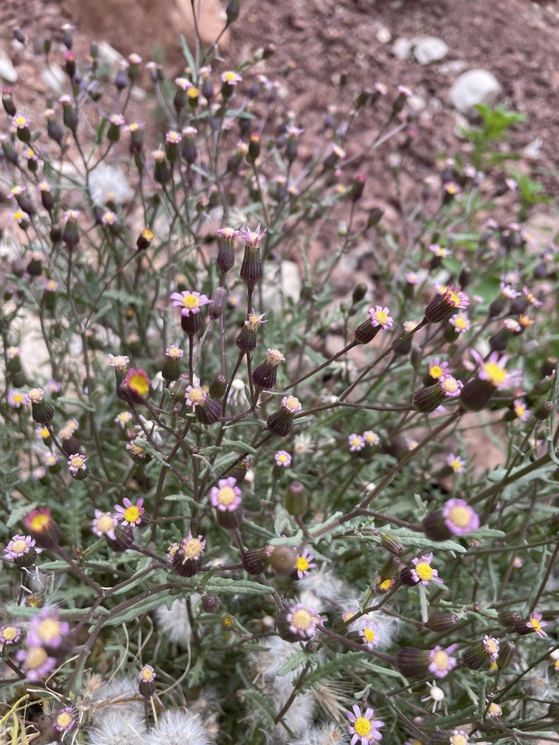 Senecio hoggariensis photo 3