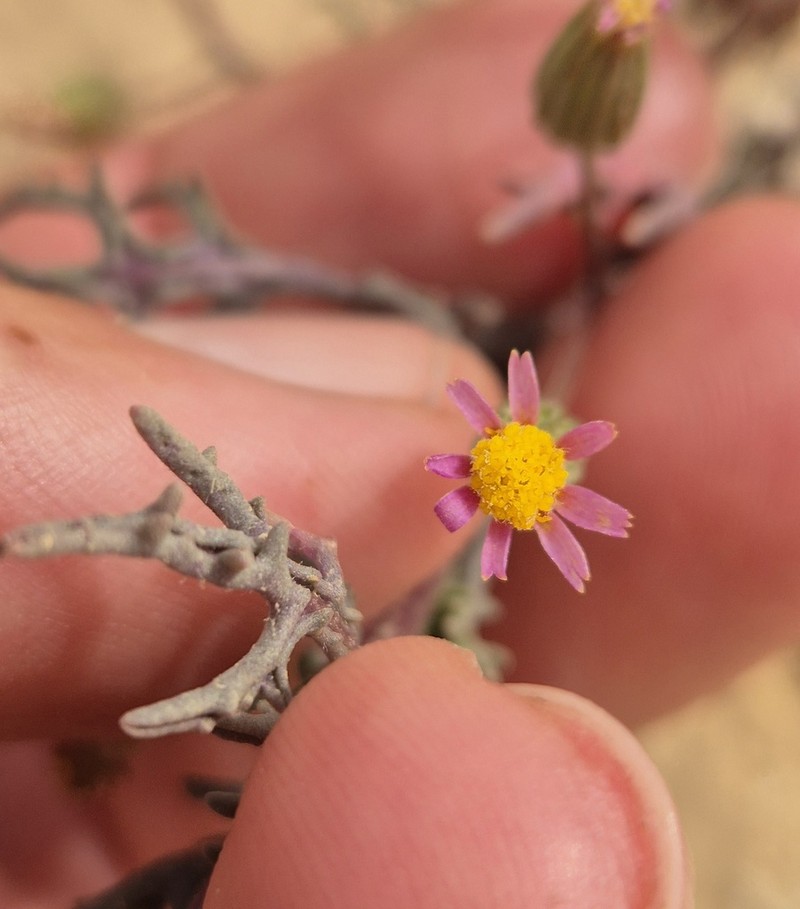 Senecio hoggariensis photo 4
