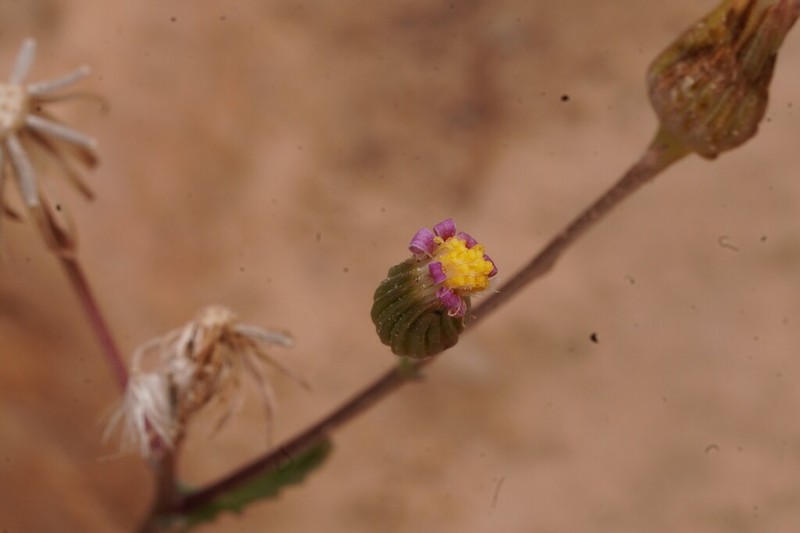 Senecio hoggariensis photo 5