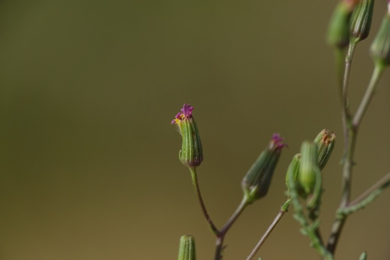 Senecio hoggariensis photo 6