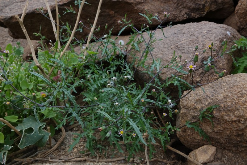 Senecio hoggariensis photo 7